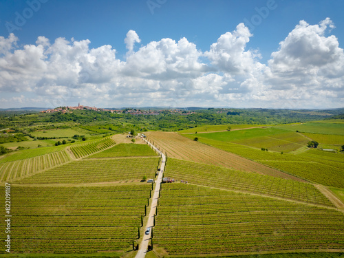vineyard in Istria, local wine made with sun