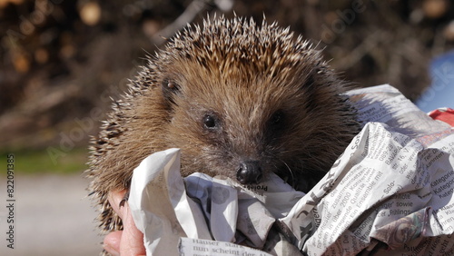 Igel-Rettung - kranker schwacher Igel mit Milben, Zecken und Lungenwürmern