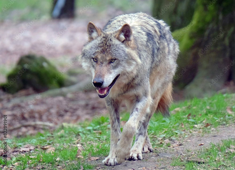 Fototapeta premium Wolf_Europaeischer Grauwolf in Aktion