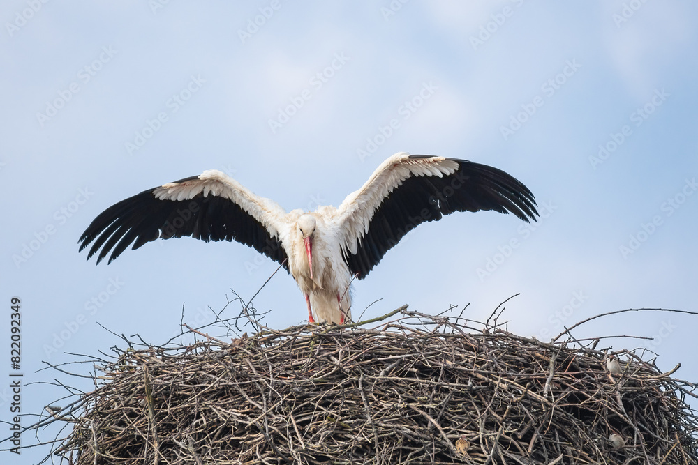 Fototapeta premium White stork (Ciconia ciconia) a large wading bird with black and white plumage, the animal sits high on the nest with its wings spread.