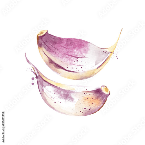Watercolor hand drawn sketch vegetable garlic. Painted vector isolated illustration on white background for packaging design (ID: 822092754)