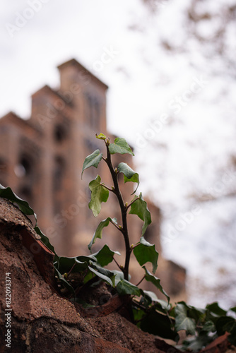 ivy covered wall