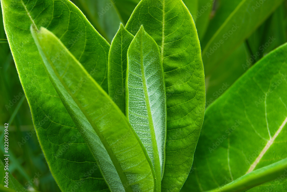 young green leaves of Asclepias syriaca in the field young green leaves of Asclepias syriaca in the field