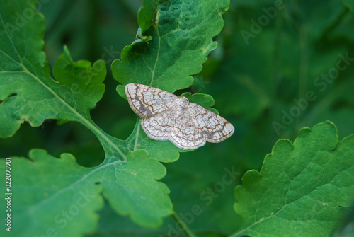 small variegated butterfly on a green leaf on a lawn photo