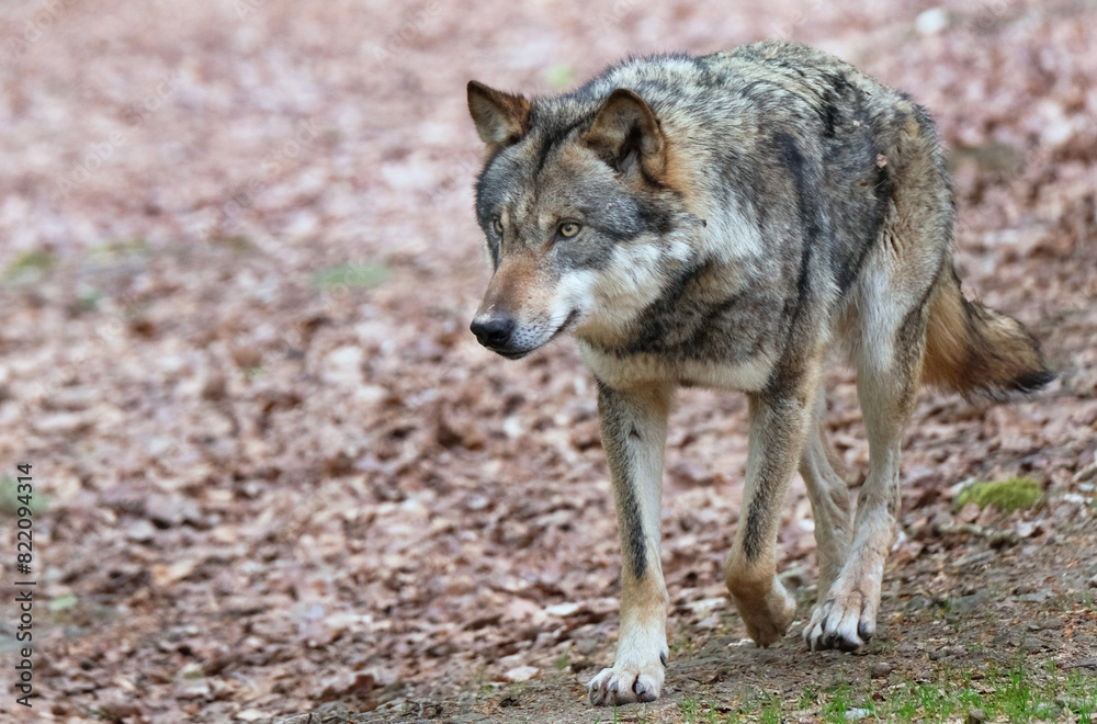 Wolf_Europaeischer Grauwolf in Aktion Wolf_Europaeischer Grauwolf in Aktion