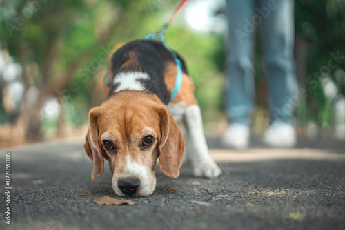 Fotografia Beagle dog sniffs the ground while walking with Owner in dog park summer