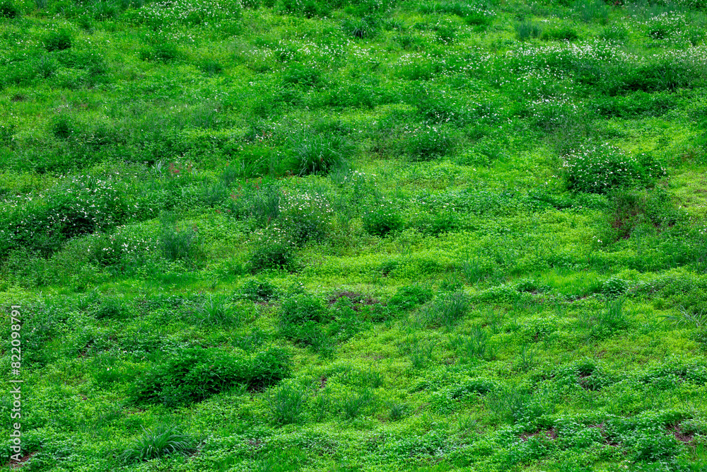 Green natural grass texture background Green natural grass texture background