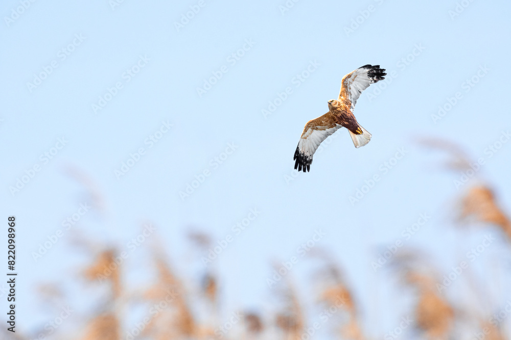 Western marsh harrier (Circus aeruginosus) male large bird of prey, the animal flies over the pond in search of food.