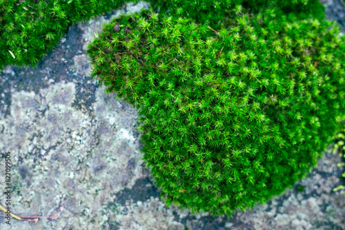 Selective focus Dicranales, bright green moss that grows on rocks in the rainforest. photo