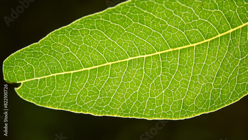 Eine Nahaufnahme eines Teils eines grünen Blattes. Symmetrisches Muster