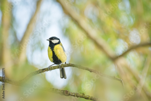 Great tit(Parus major) a small common bird with colorful plumage, the animal sits on a tree branch in the park.