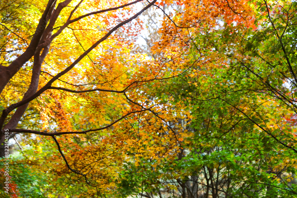 the spectacular scenery of maple trees with beautiful autumn leaves the spectacular scenery of maple trees with beautiful autumn leaves