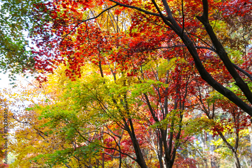 the spectacular scenery of maple trees with beautiful autumn leaves the spectacular scenery of maple trees with beautiful autumn leaves