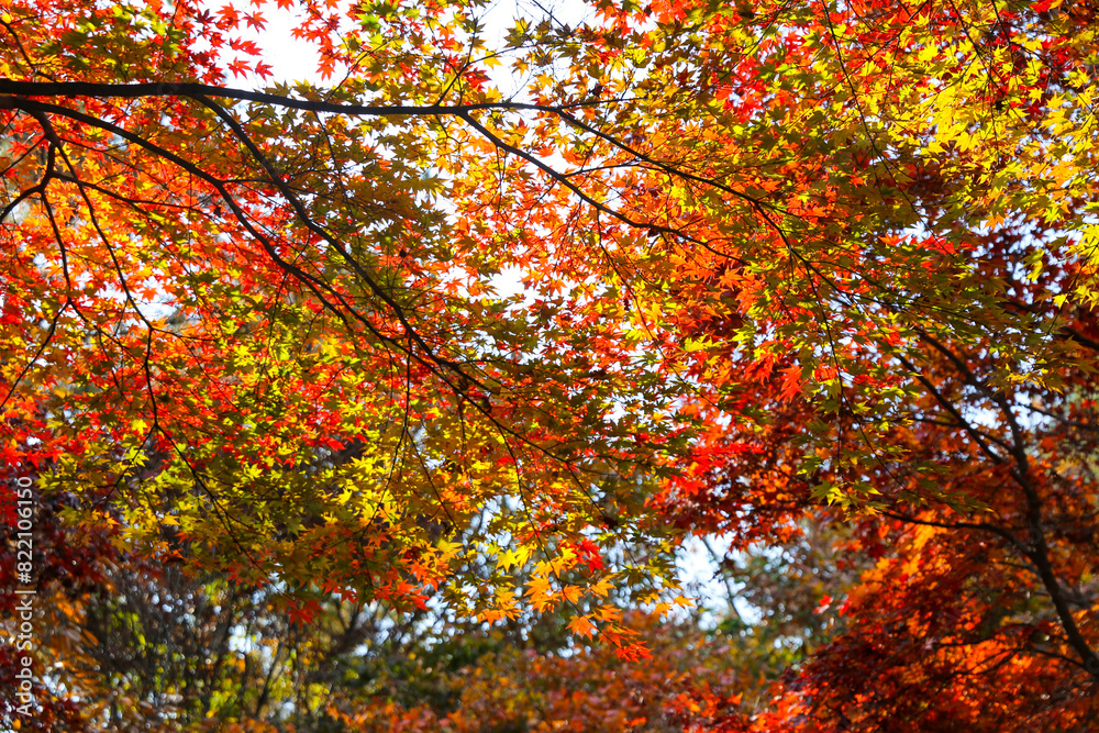 the spectacular scenery of maple trees with beautiful autumn leaves the spectacular scenery of maple trees with beautiful autumn leaves