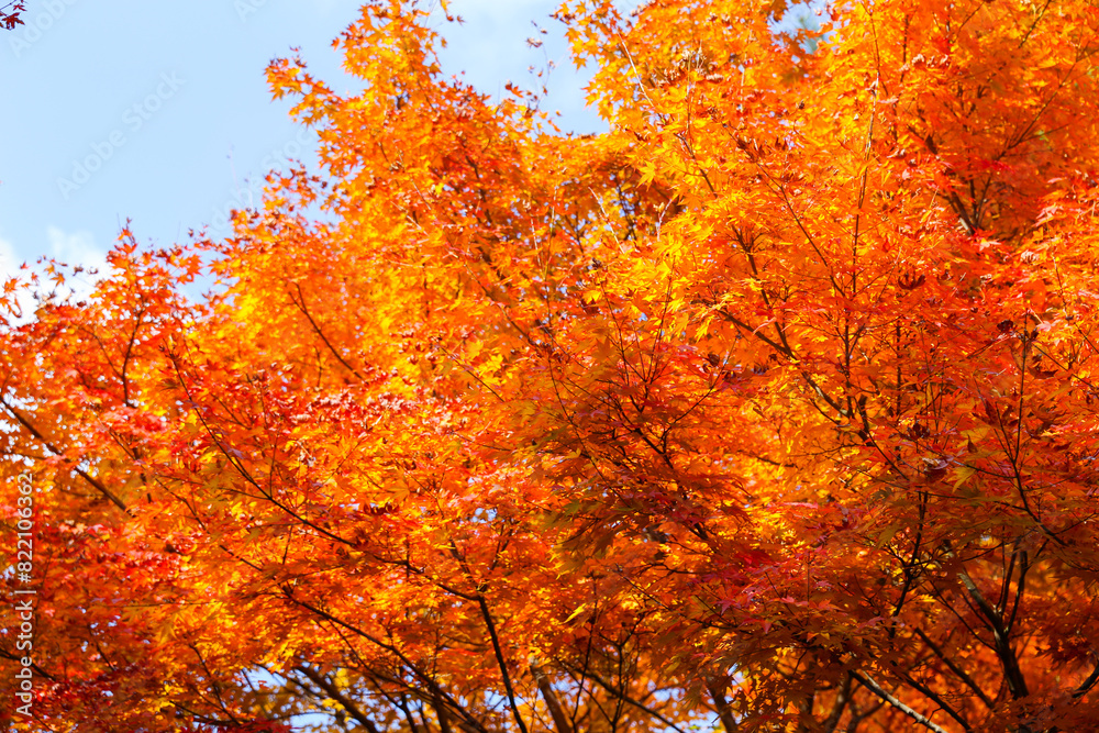 the spectacular scenery of maple trees with beautiful autumn leaves the spectacular scenery of maple trees with beautiful autumn leaves