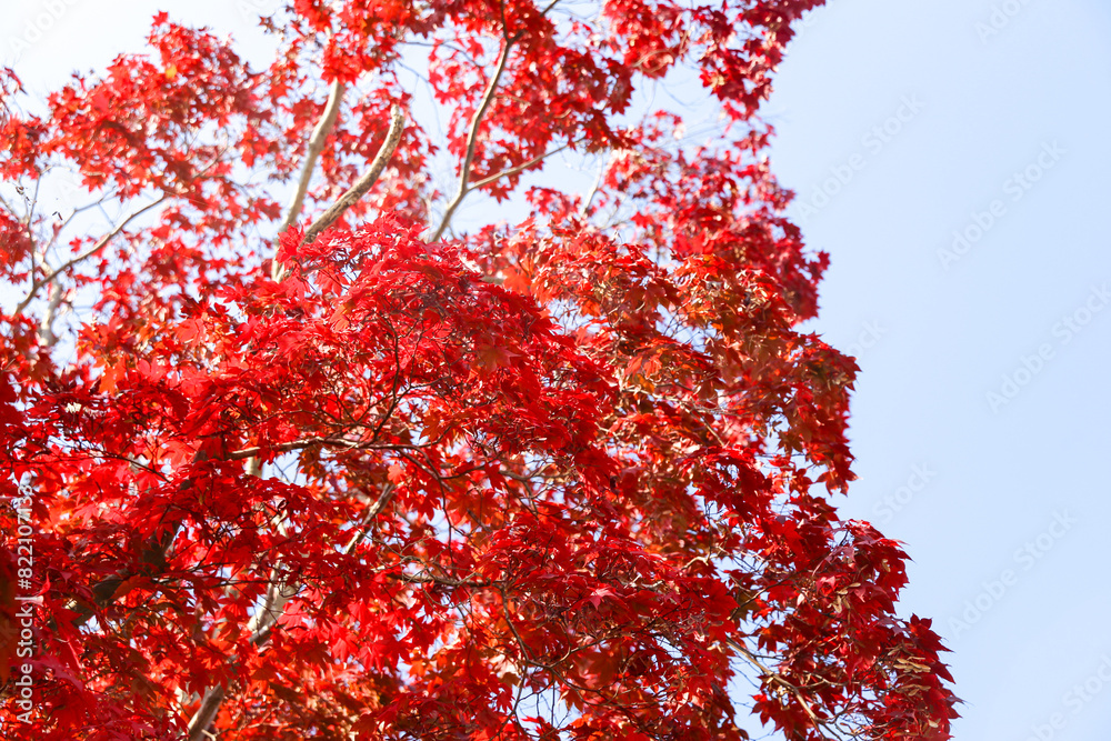 the spectacular scenery of maple trees with beautiful autumn leaves the spectacular scenery of maple trees with beautiful autumn leaves