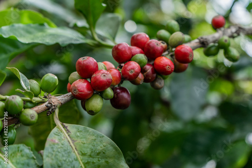 primer plano de rama de café een el cultivo 