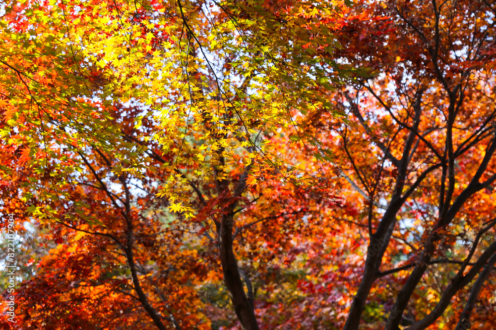 the spectacular scenery of maple trees with beautiful autumn leaves the spectacular scenery of maple trees with beautiful autumn leaves
