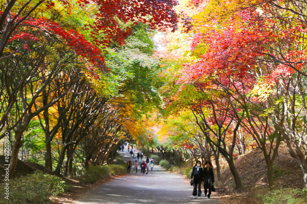 the spectacular scenery of maple trees with beautiful autumn leaves the spectacular scenery of maple trees with beautiful autumn leaves