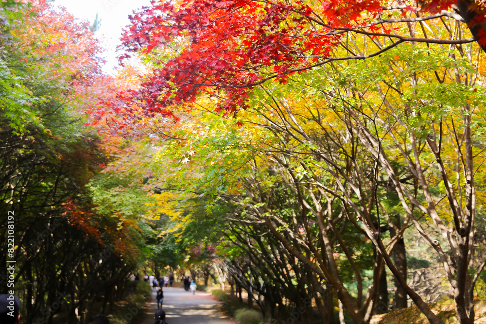 the spectacular scenery of maple trees with beautiful autumn leaves