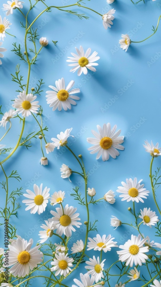 Fototapeta premium Chamomile flower decoration spring blossom for wallpaper, backdrop and background