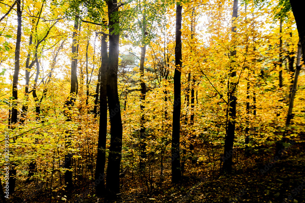 Fototapeta premium the spectacular scenery of maple trees with beautiful autumn leaves
