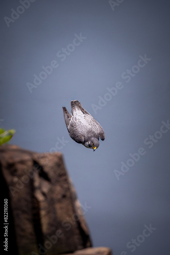 Peregrine falcon committing to a dive