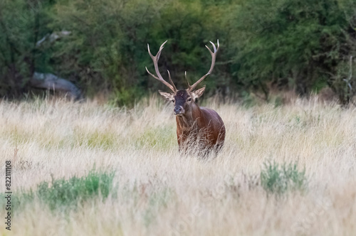 Red deer in Calden Forest environment, La Pampa, Argentina, Parque Luro, Nature Reserve © foto4440