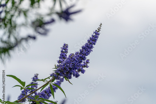 青いセイヨウニンジンボクの花