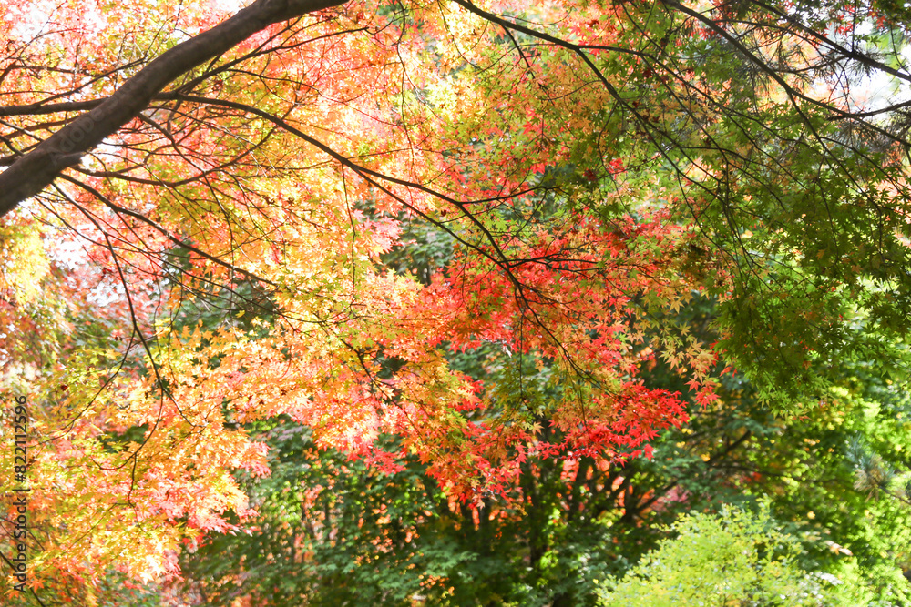 the spectacular scenery of maple trees with beautiful autumn leaves the spectacular scenery of maple trees with beautiful autumn leaves