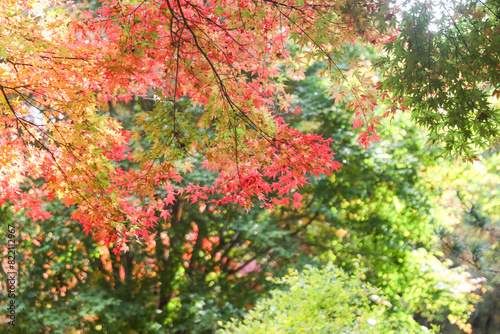the spectacular scenery of maple trees with beautiful autumn leaves