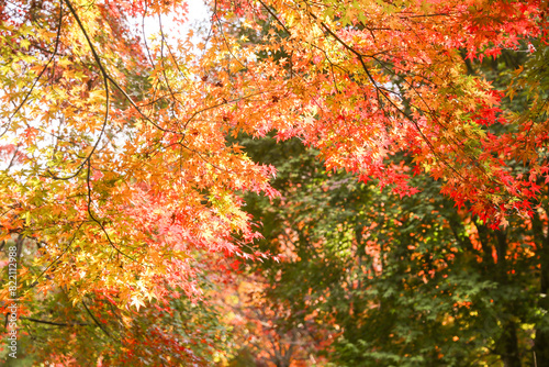 the spectacular scenery of maple trees with beautiful autumn leaves