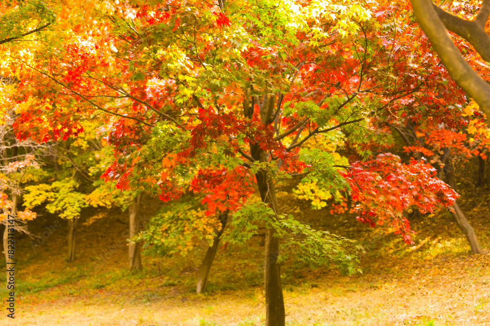 Fototapeta premium the spectacular scenery of maple trees with beautiful autumn leaves