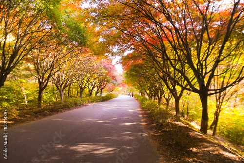 the spectacular scenery of maple trees with beautiful autumn leaves