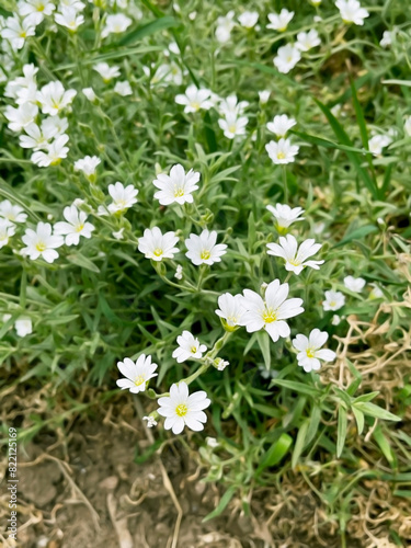 white flowers Cerastium tomentosum (snow-in-summer)