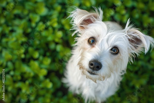A close-up portrait of a white dog standing on lush green grass © zeb