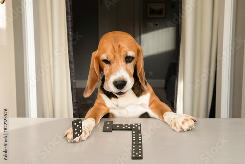 funny happy dog playing in the domino table