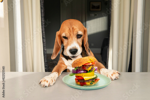funny happy dog eats a big burger at the table