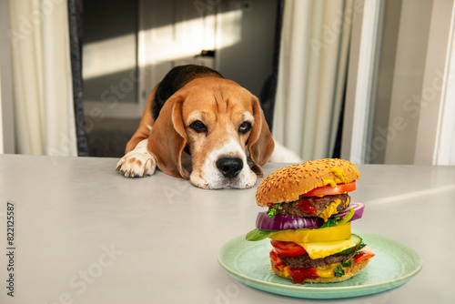 funny dog's face looks at a big delicious burger on the table