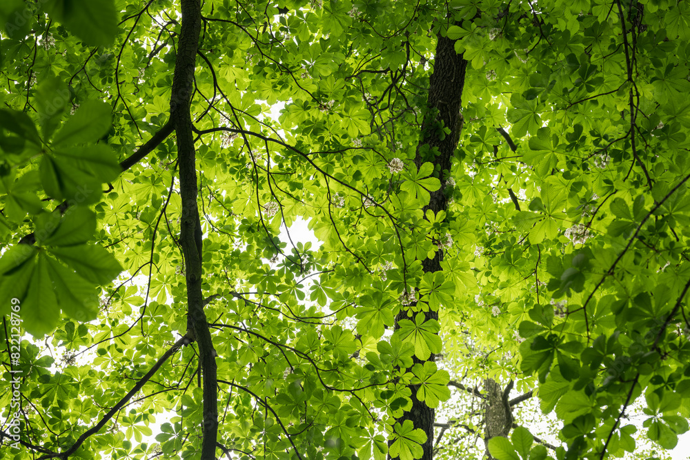Fototapeta premium Fresh green leaves of a chestnut tree in the crown of a tree.
