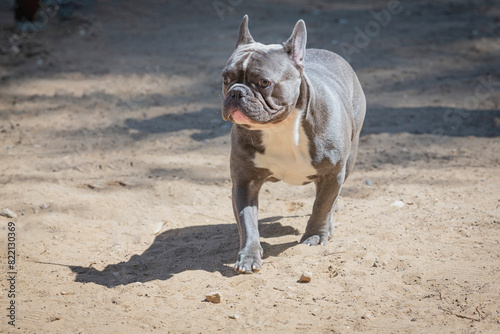 A French bulldog puppy runs across a sandy field.