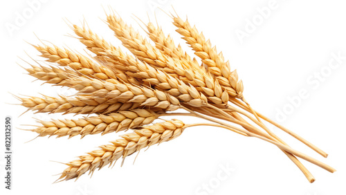 Close-up of wheat stalks on a white background