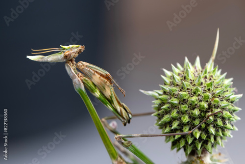 Close up of pair of Beautiful European mantis ( Mantis religiosa )