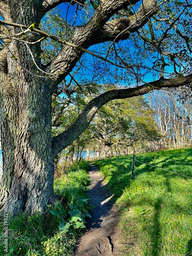 trees in the park