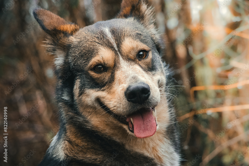 Smiling husky/alaskan malamute dog in the forest Smiling husky/alaskan malamute dog in the forest
