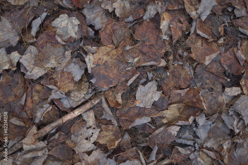 Dead Maple Leaves, Spruce Needles, and Sticks on the Forest Floor with a Dark Rusty Color