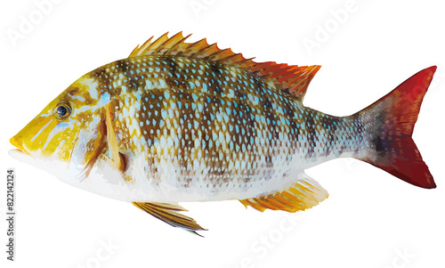 体色のくっきり美しい海水魚ハマフエフキのリアル調切り抜き白背景イラストレーション photo