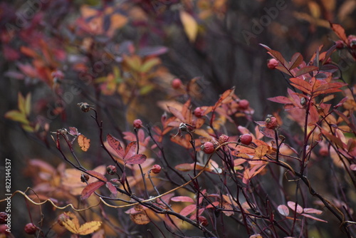 Rose hips and leaves in the fall with red and orage colors
