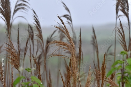 marsh reeds in the spring wind background