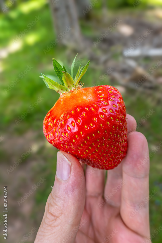 Obraz premium Close-up of a hand holding a ripe, red strawberry